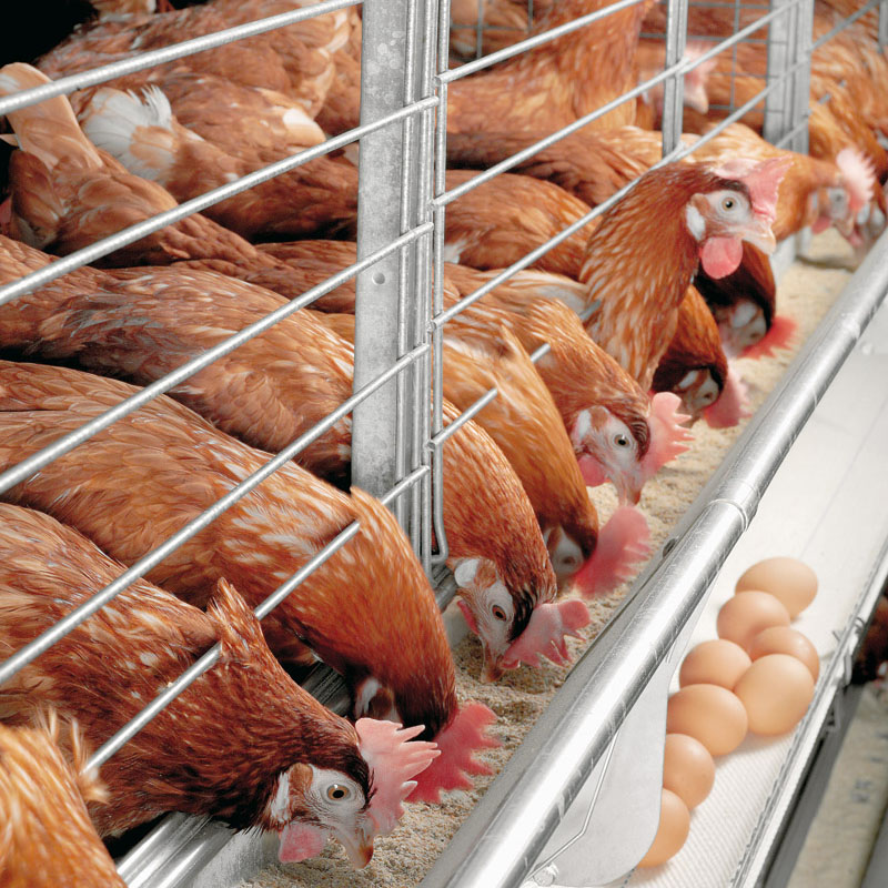 Poultry Farmin