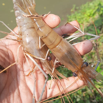 Prawn Farmin