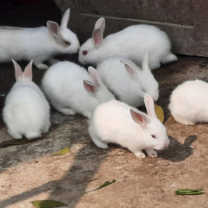 Rabbit Farmin